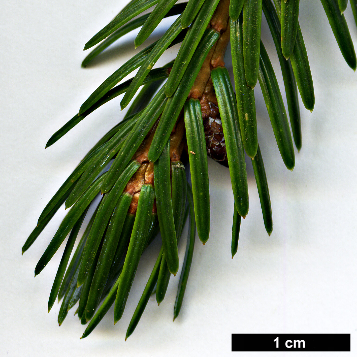 High resolution image: Family: Pinaceae - Genus: Picea - Taxon: brachytyla - SpeciesSub: var. complanata